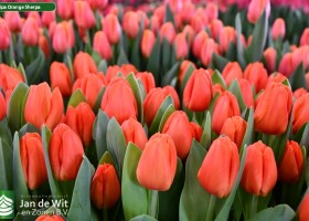 Tulipa Orange Sherpa ® (2)